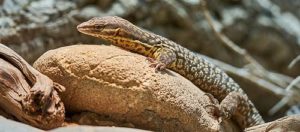 reptiles Skywatch Geos 11 - Reptiles - Animaux