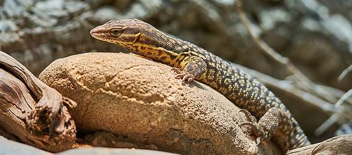 Skywatch Geos 11 - Reptiles - Animals